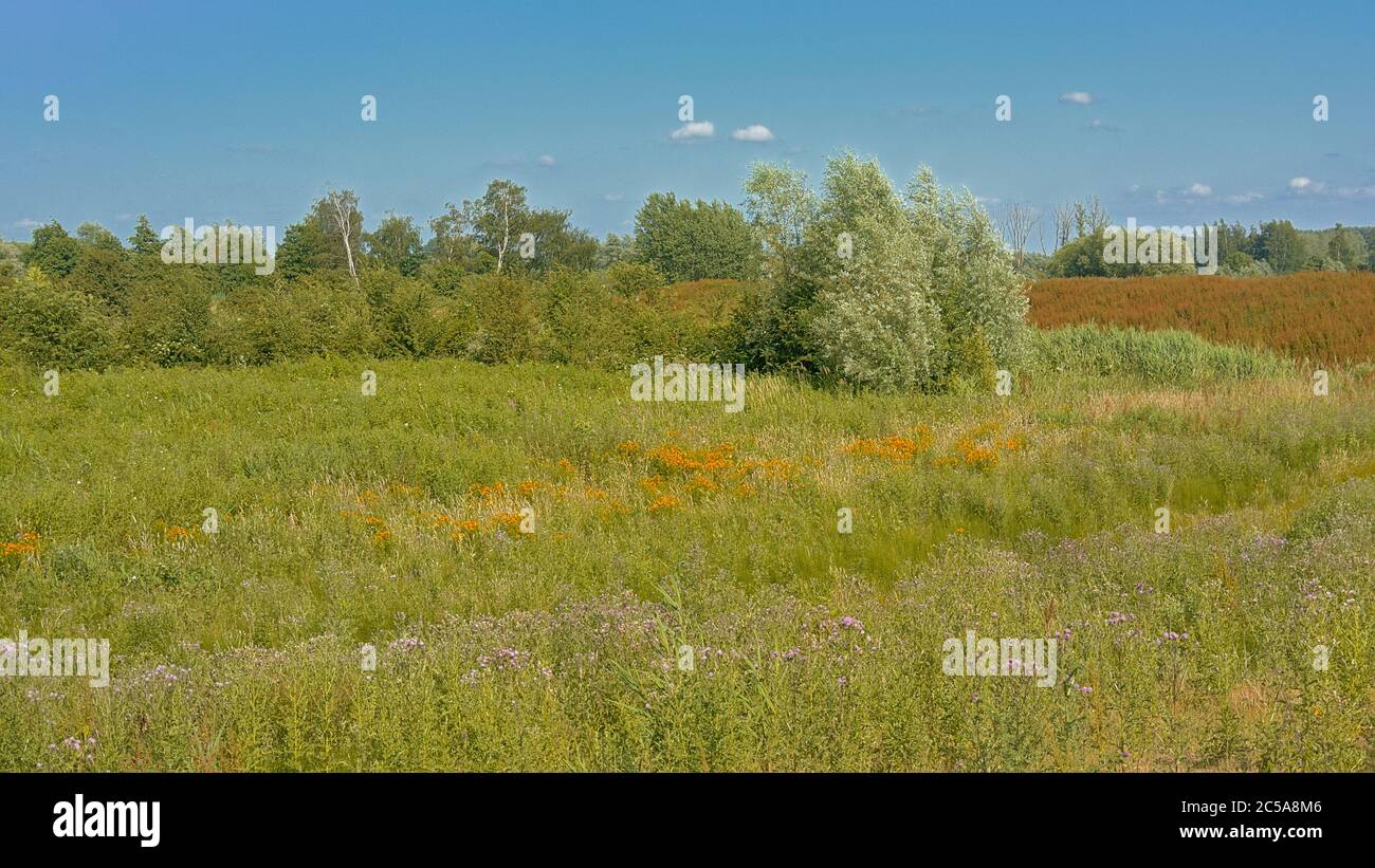 Lush green meadow with trees under a clear blue sky in Kalkense Meersen ...