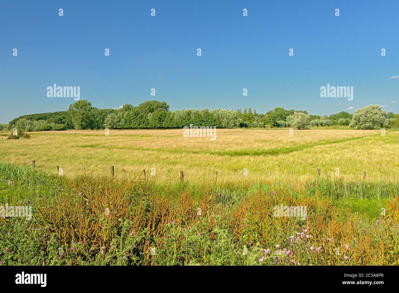 Lush green meadow with trees under a clear blue sky in Kalkense Meersen ...