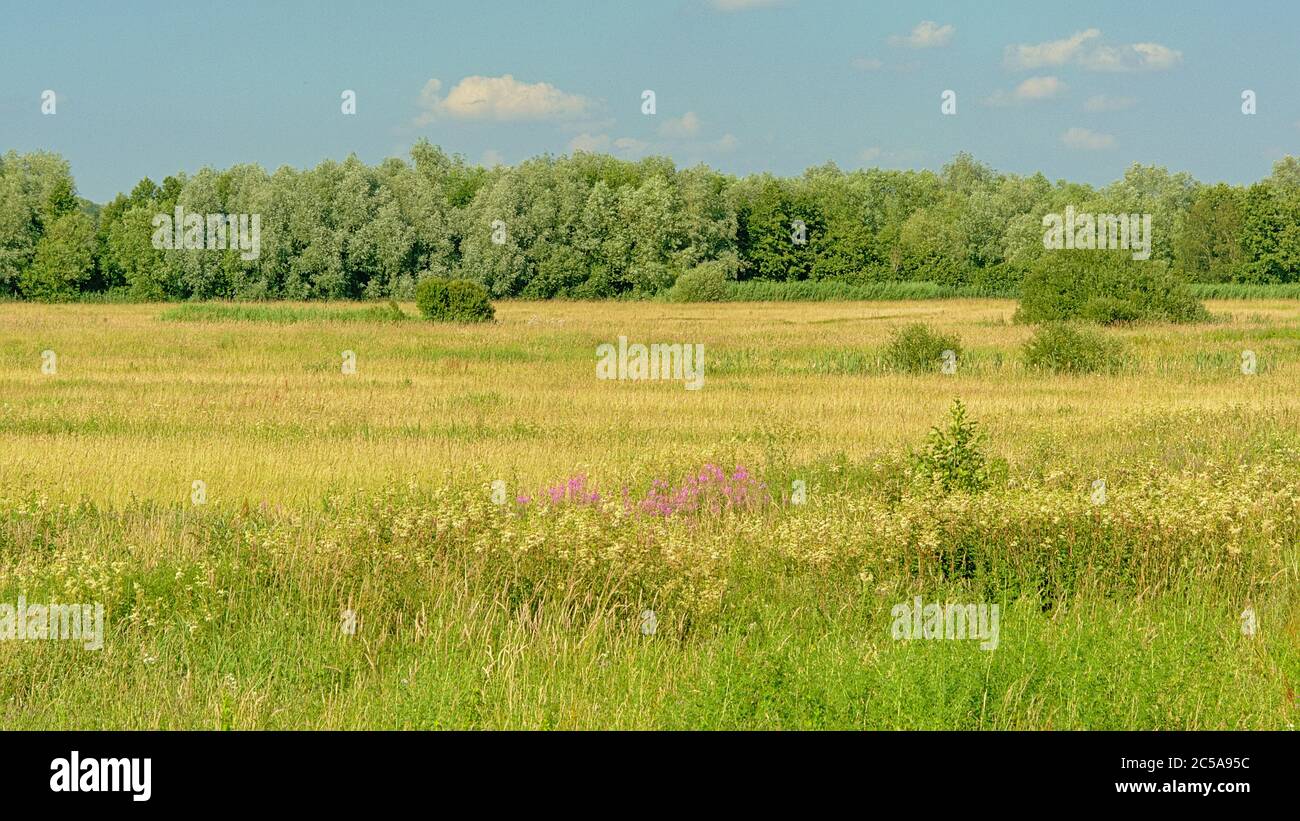 Lush green meadow with trees under a clear blue sky in Kalkense Meersen ...