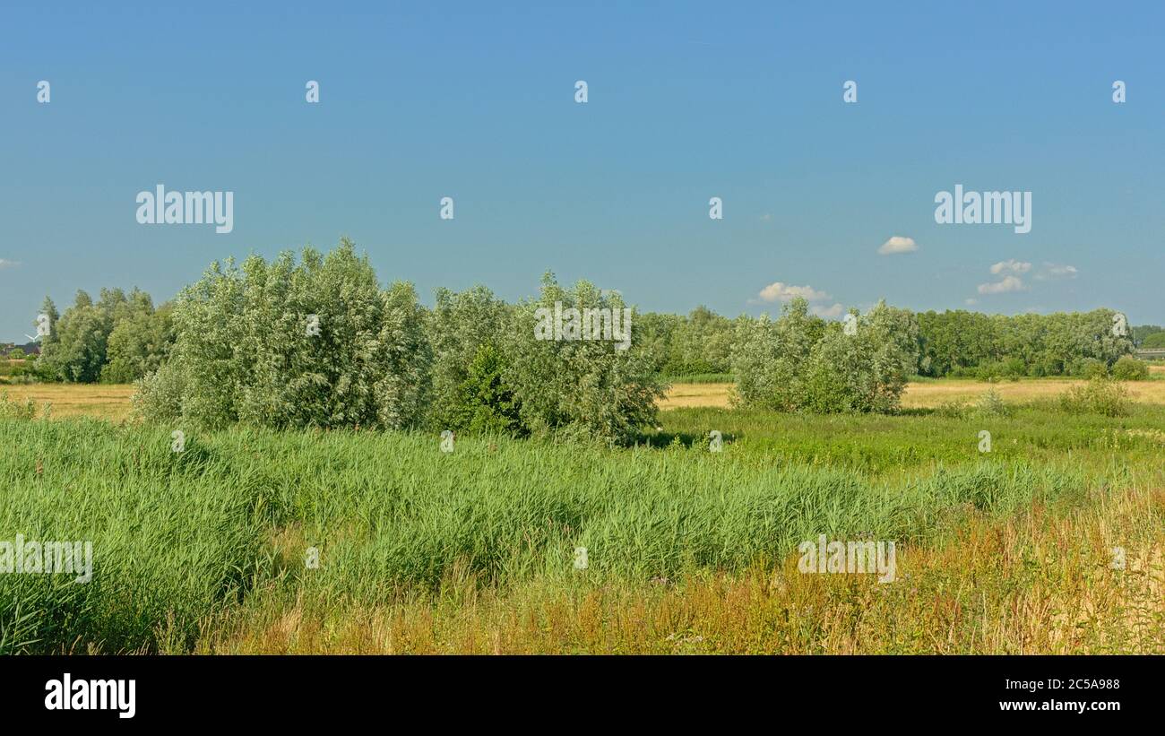 Lush green meadow with trees under a clear blue sky in Kalkense Meersen nature reserve, Flanders, Belgium. Stock Photo