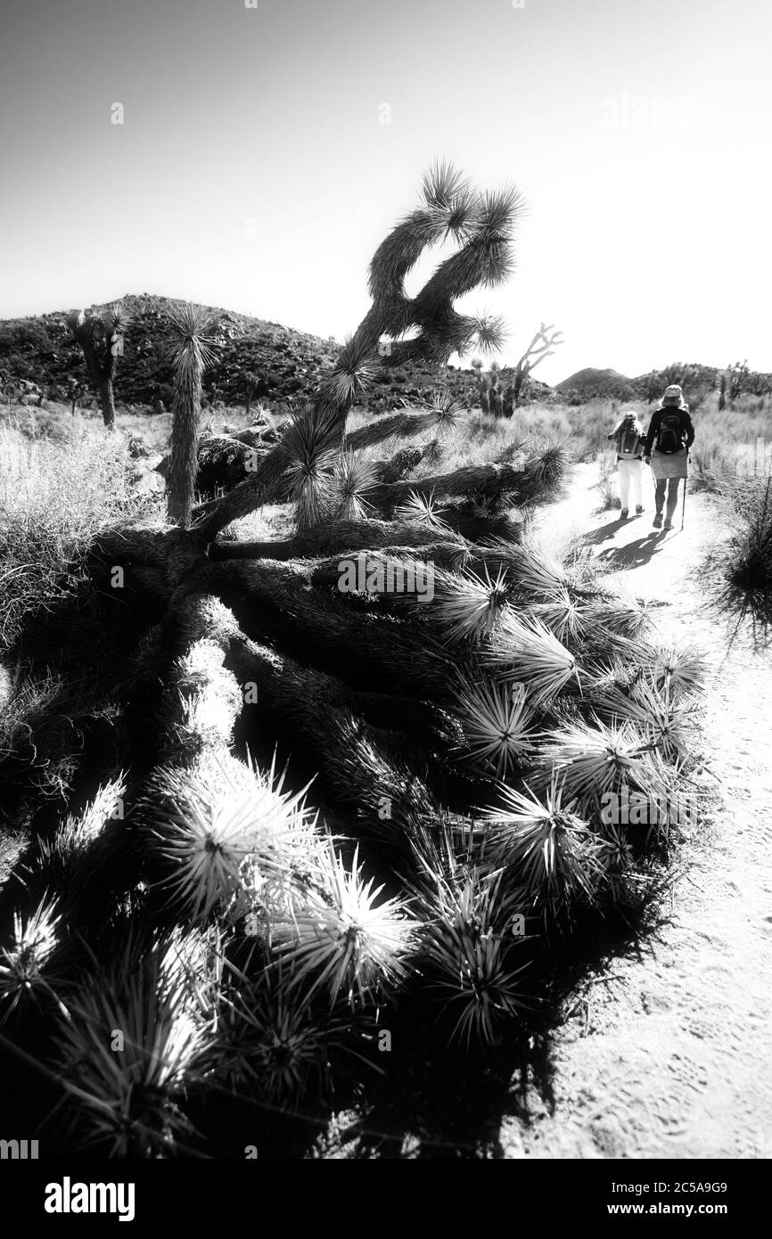 Hiking in Joshua Tree National Park, USA Stock Photo Alamy