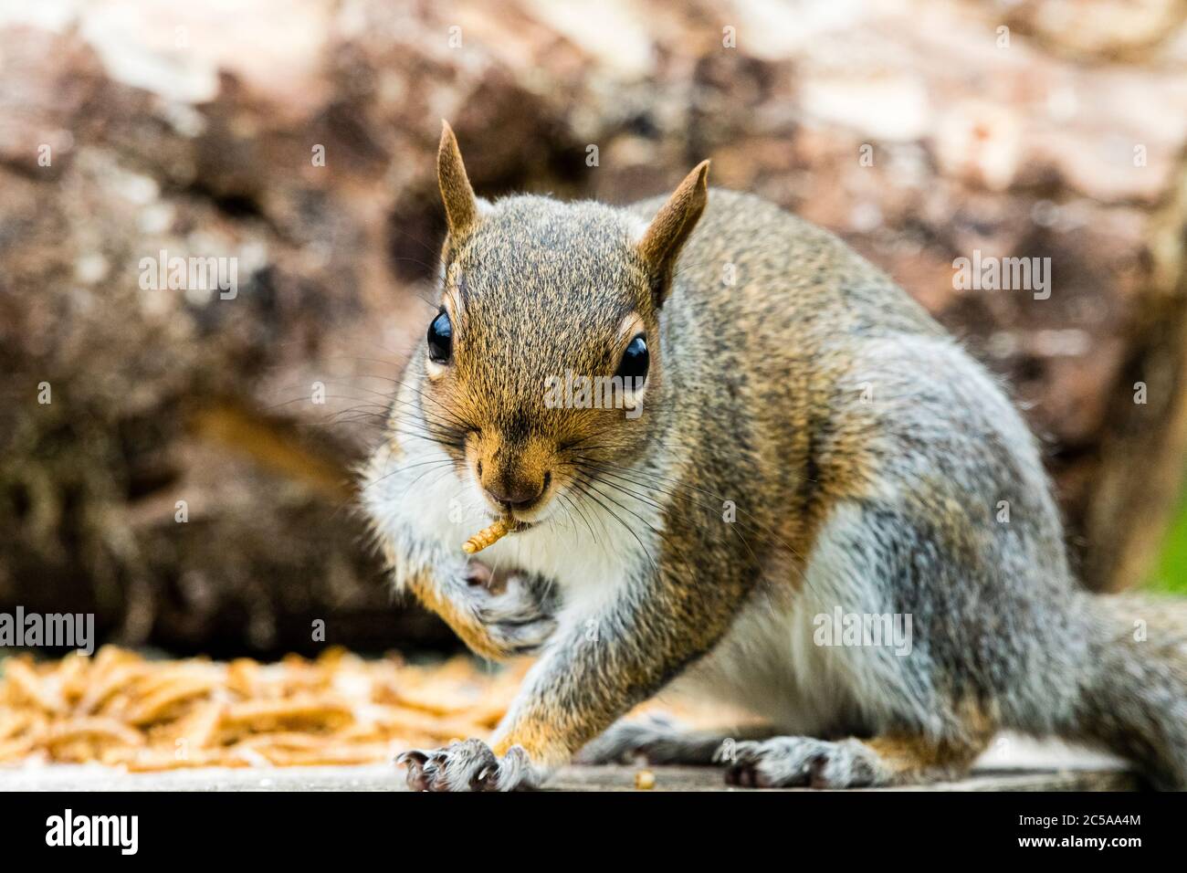Grey squirrel in mid Wales Stock Photo