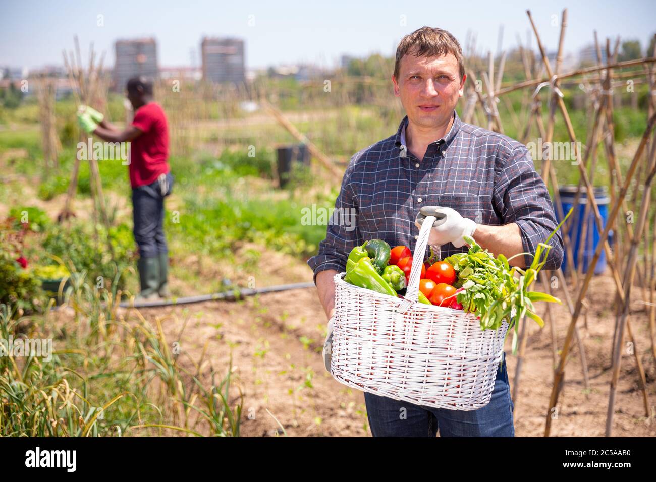 Mature man gardener holding basket with harvest of fresh vegetables in ...