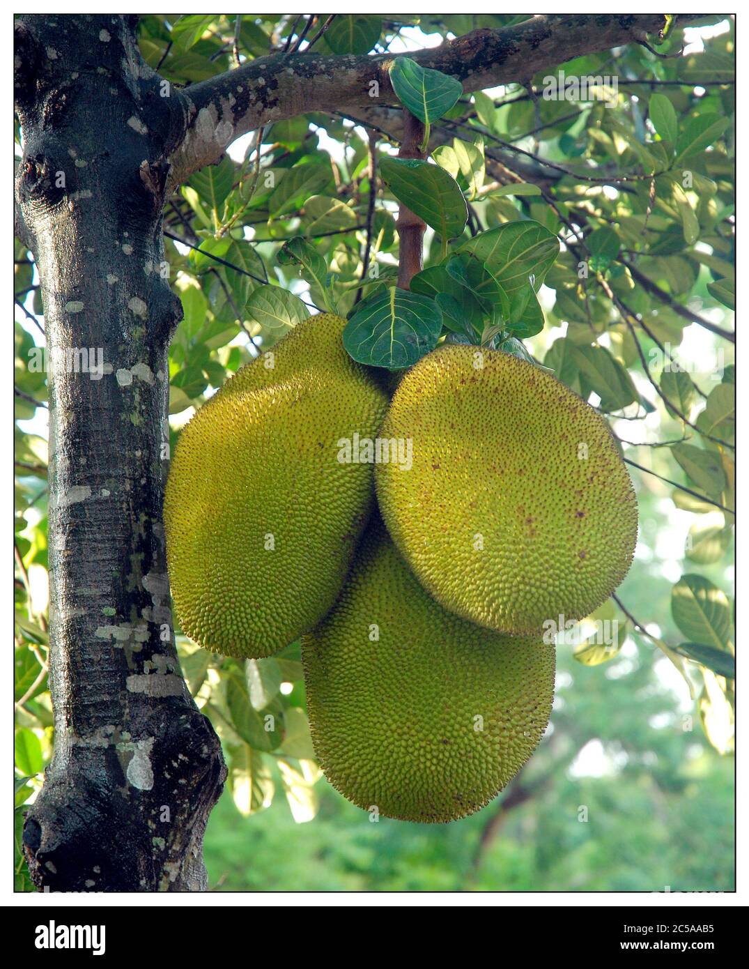 What Is The Largest Tree Borne Fruit : Jackfruit To Be Kerala S State Fruit Jackfruit State Fruit Of Kerala / Sweet cherries are an exception: