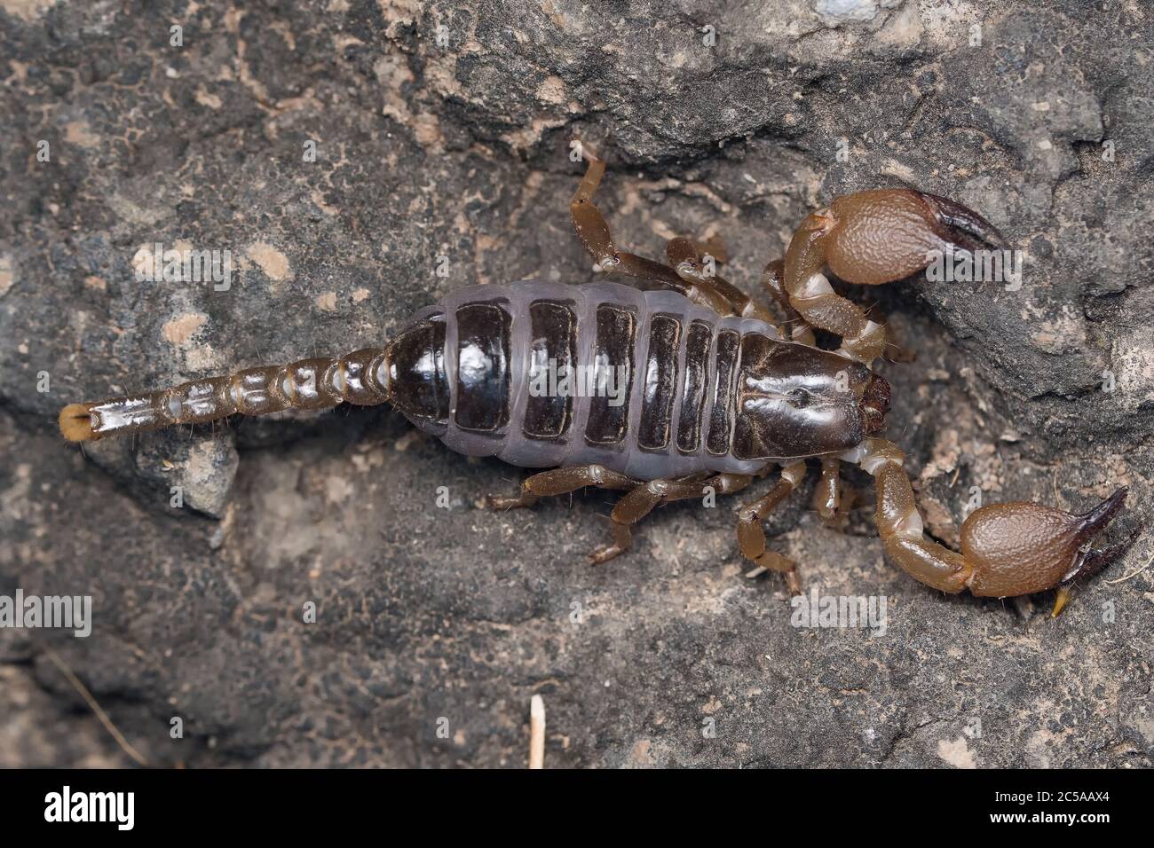 Pregnant scorpion resting on a rock. Stock Photo
