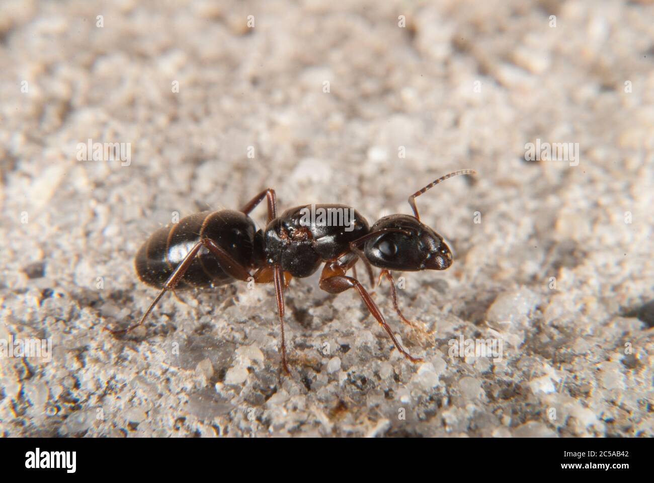 Queen ant worker ant hires stock photography and images Alamy