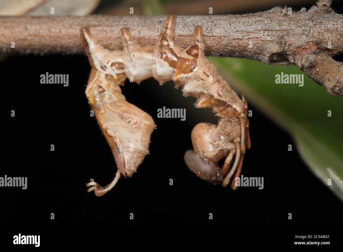 A lobster mimic caterpillar hanging upside down and resting Stock Photo