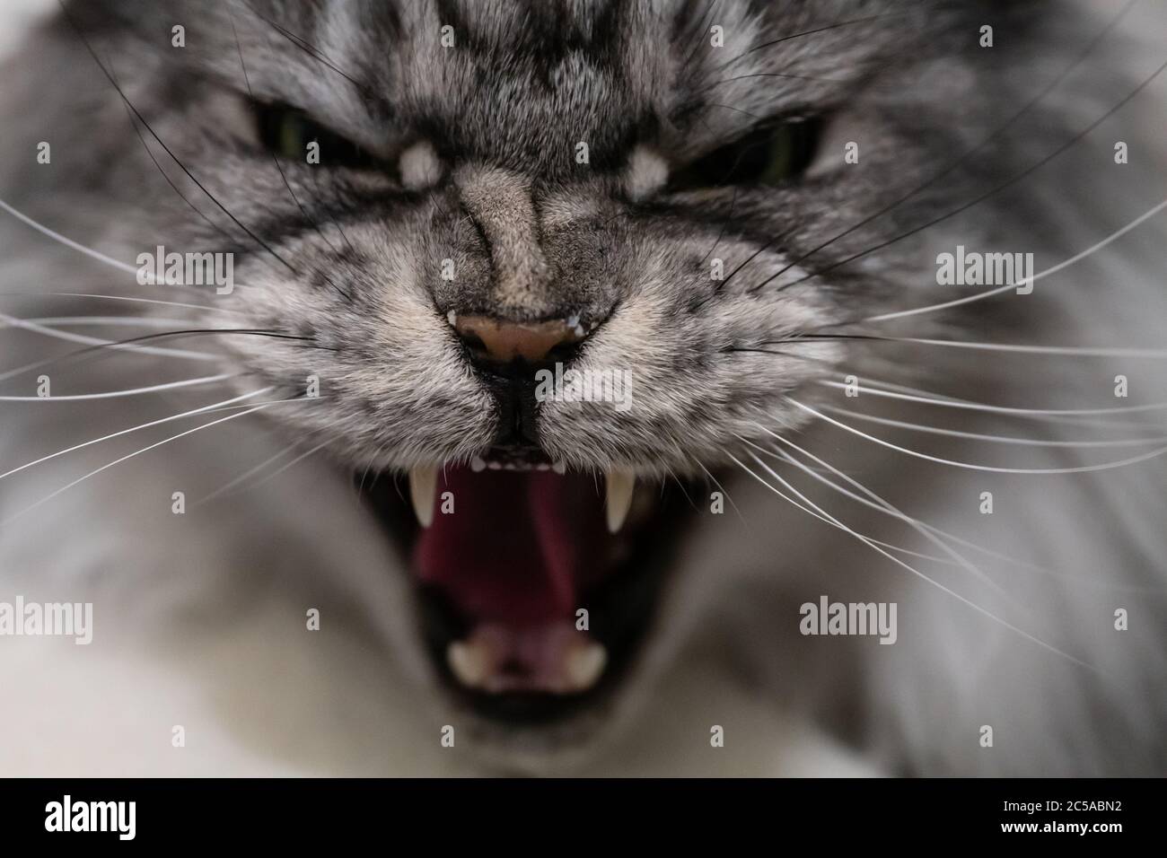 Aggressive cat Stock Photo