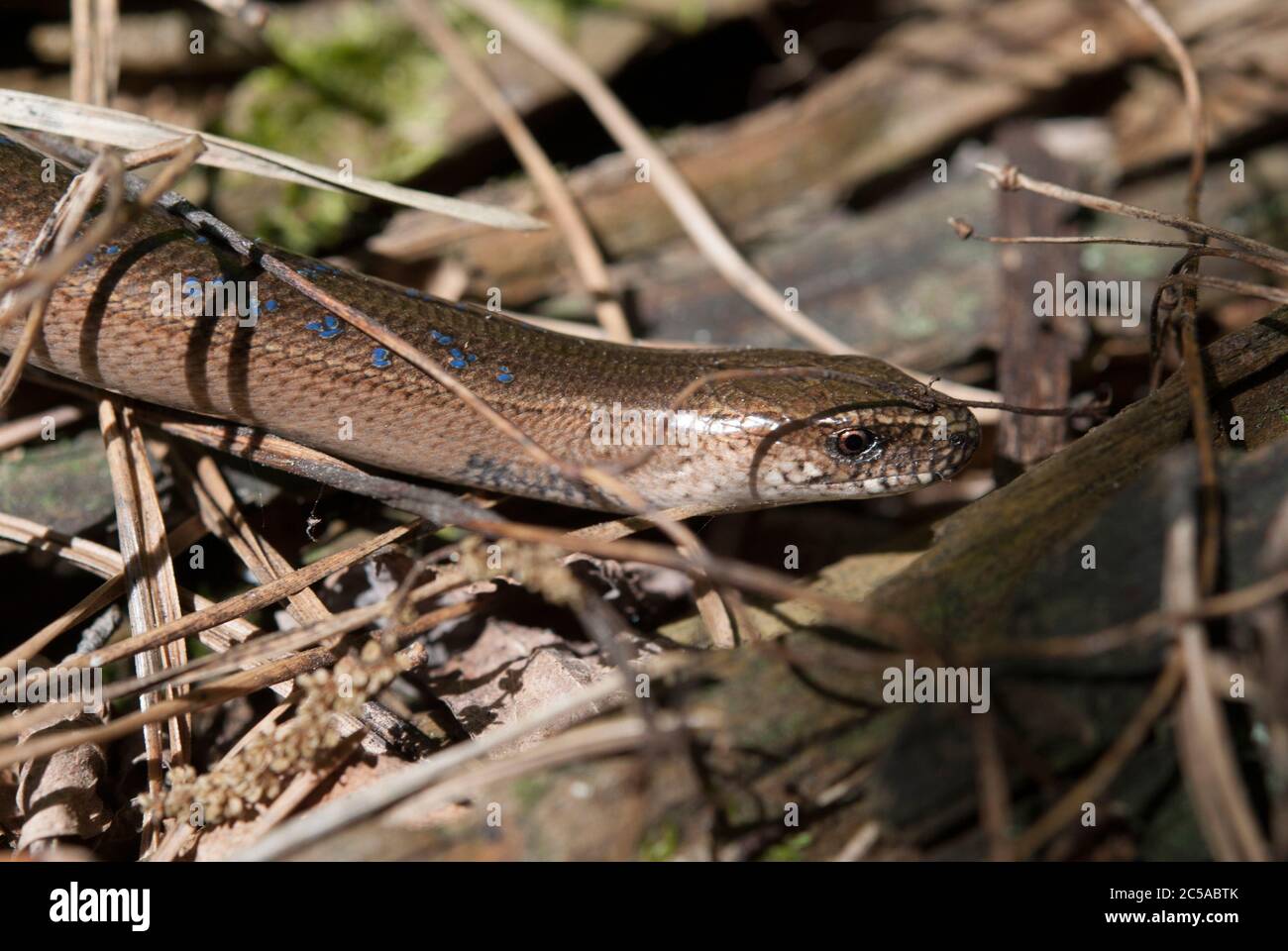 The slowworm (Anguis fragilis Stock Photo Alamy