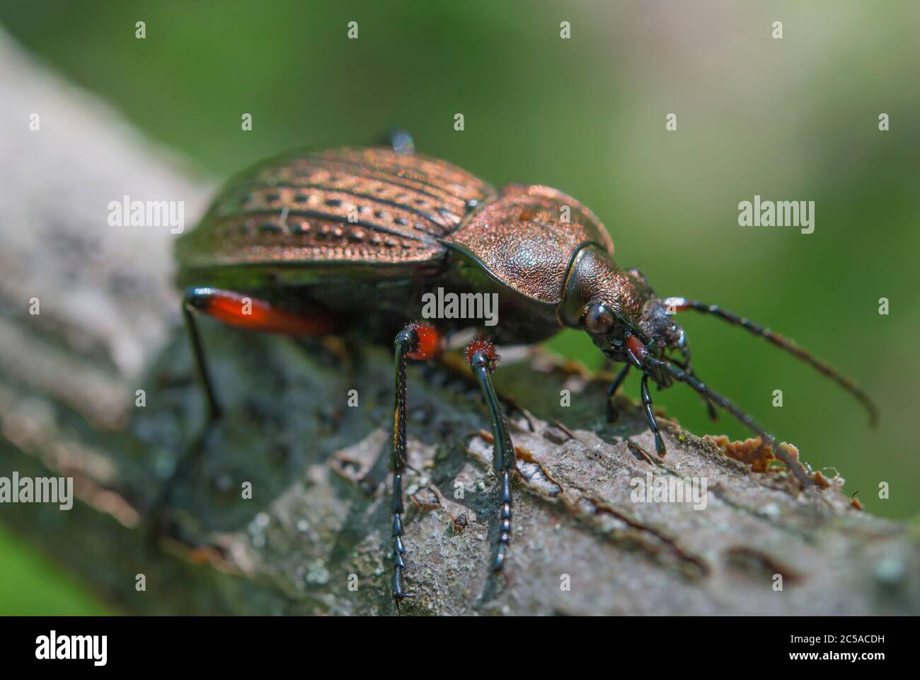 The Carabus granulatus beetle Stock Photo - Alamy