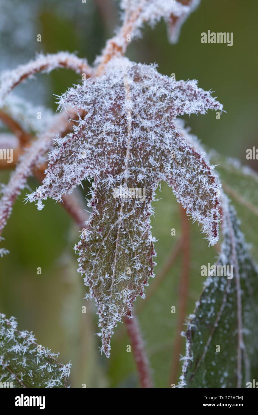 Hydrangea leaf hires stock photography and images Alamy