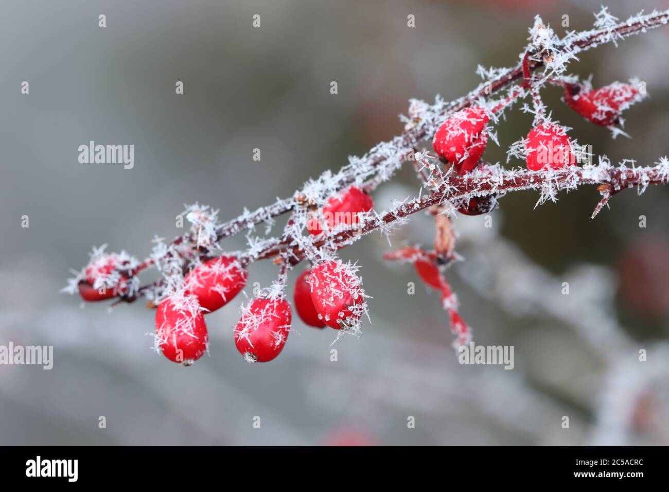 red barberries with white frost in winter garden macro Stock Photo