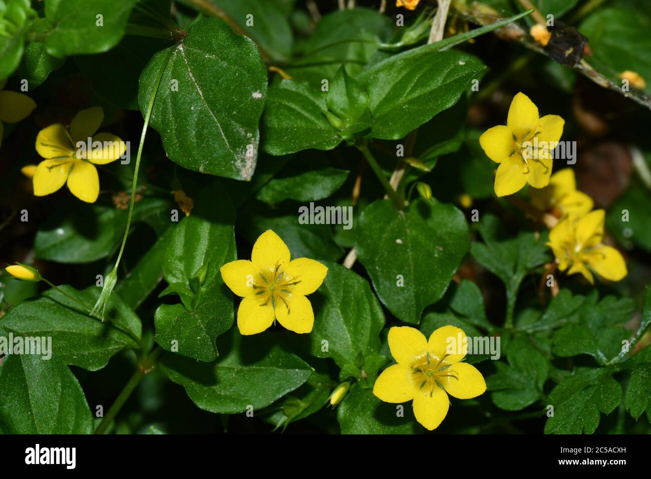 Yellow Pimpernel" Lysimachia nemorum" pale yellow flowers, in damp