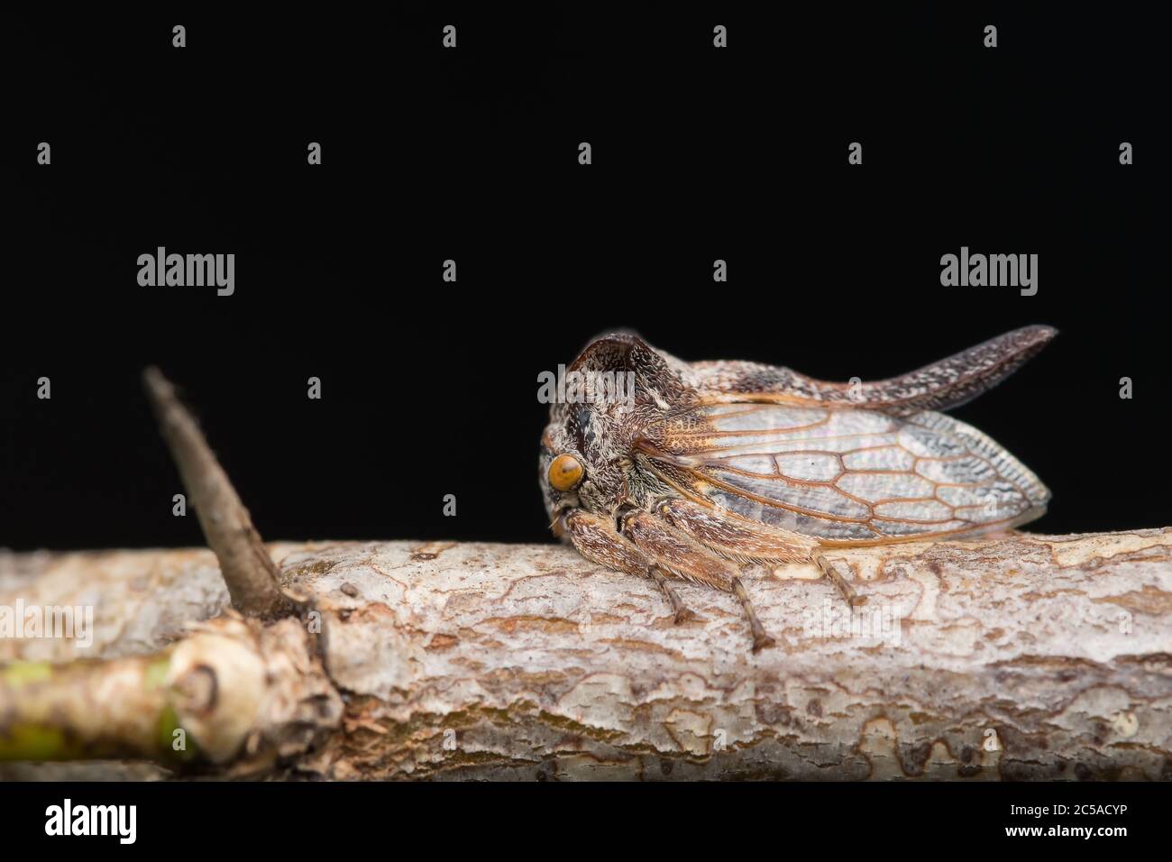 A Plant-hopper resting on dried Acacia thorns against black background. Stock Photo