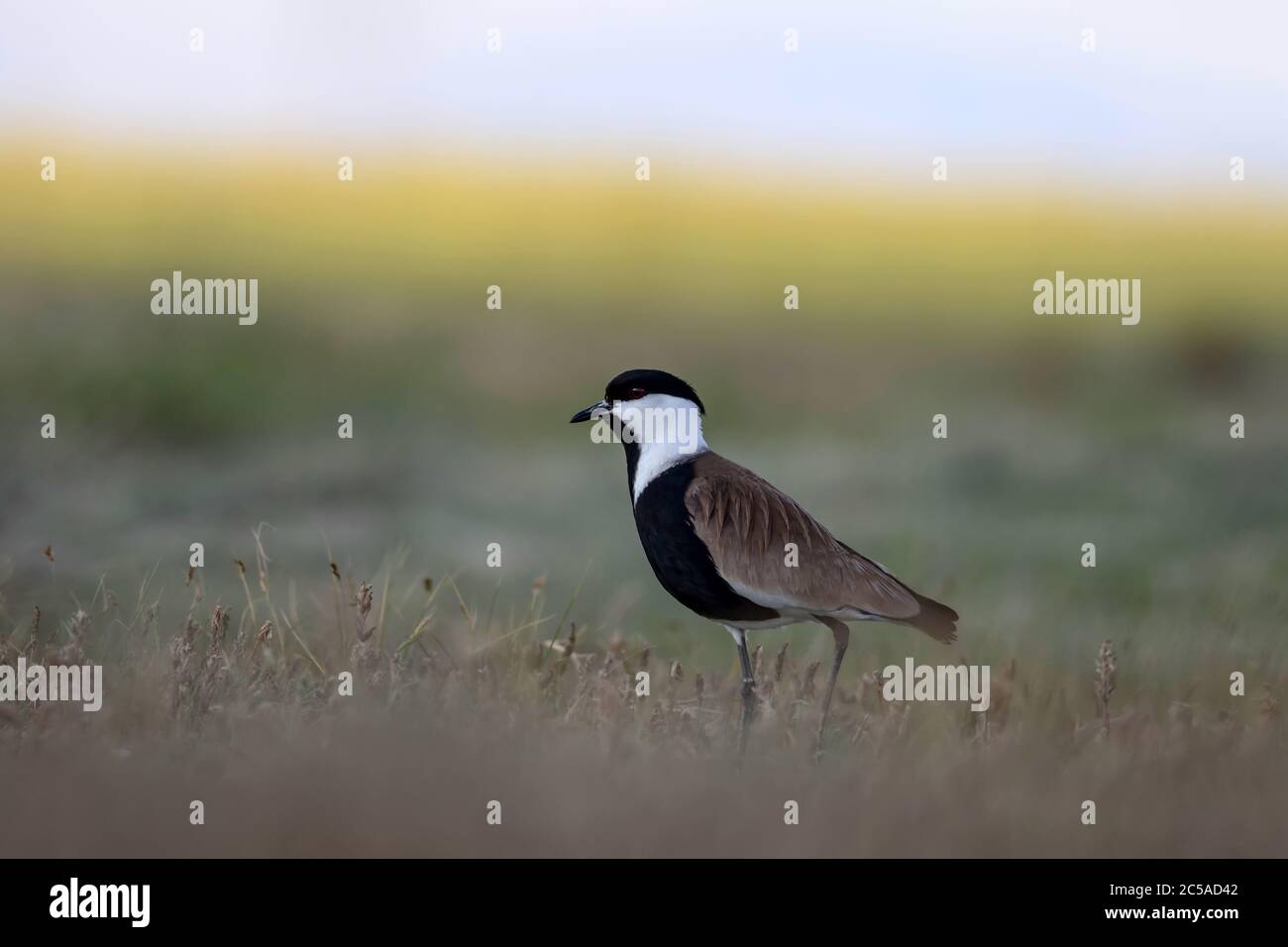 Nature and bird. Spur winged Lapwing. Vanellus spinosus. Nature ...