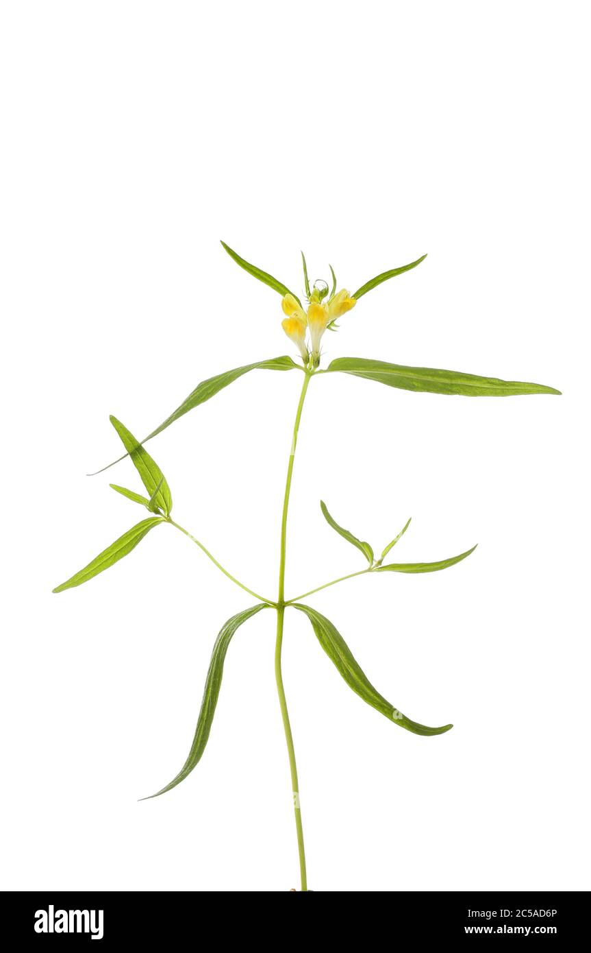 Common cow-wheat, Melampyrum pratense, flowers and foliage isolated against white Stock Photo