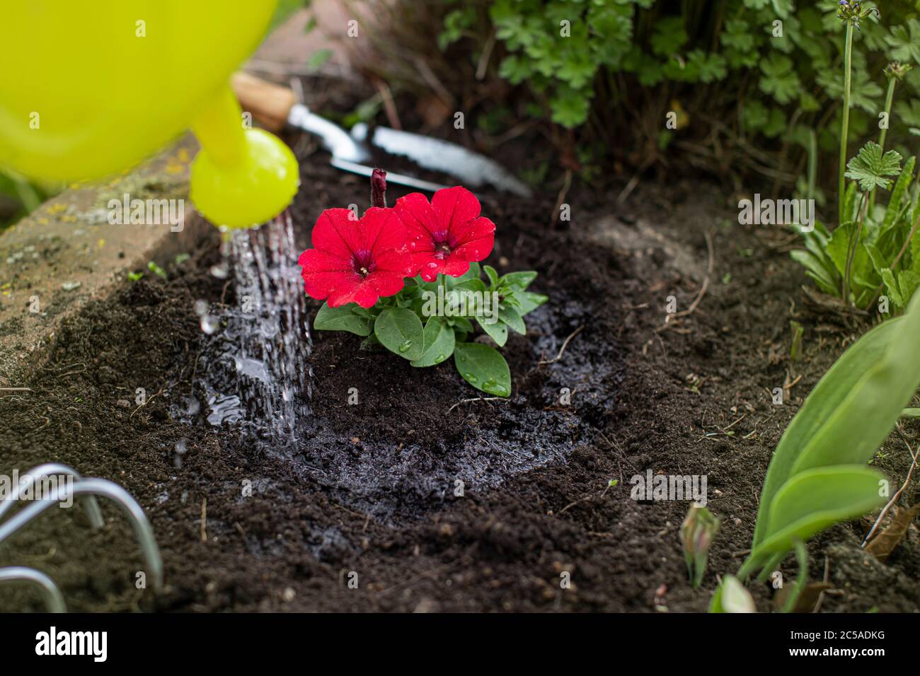 gardener waters planted flowers with watering can close up. blogging concept Stock Photo