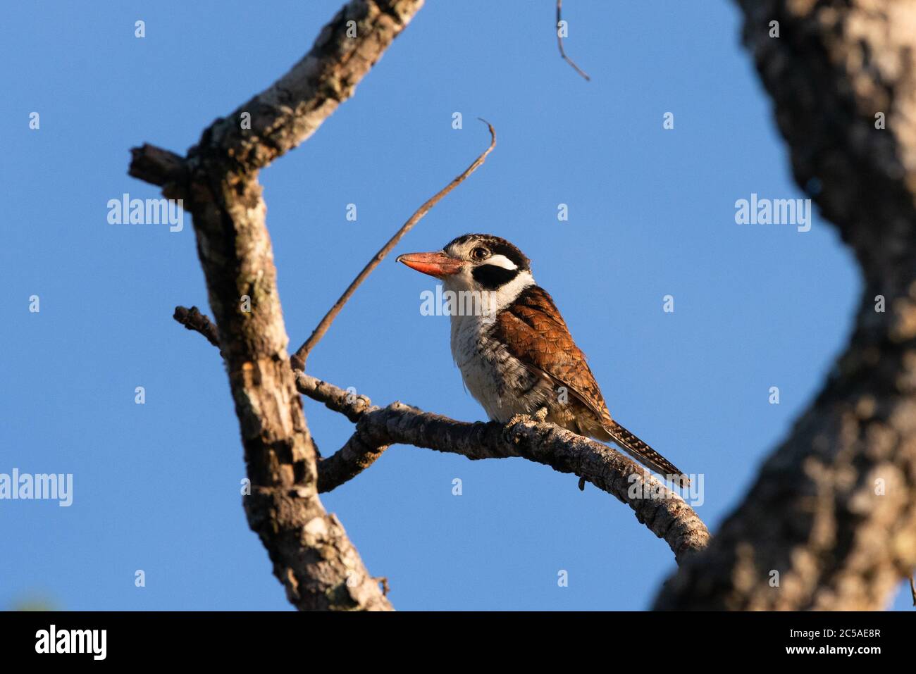 A White-eared Puffbird (Nystalus chacuru) from the Cerrado of Central Brazil Stock Photo