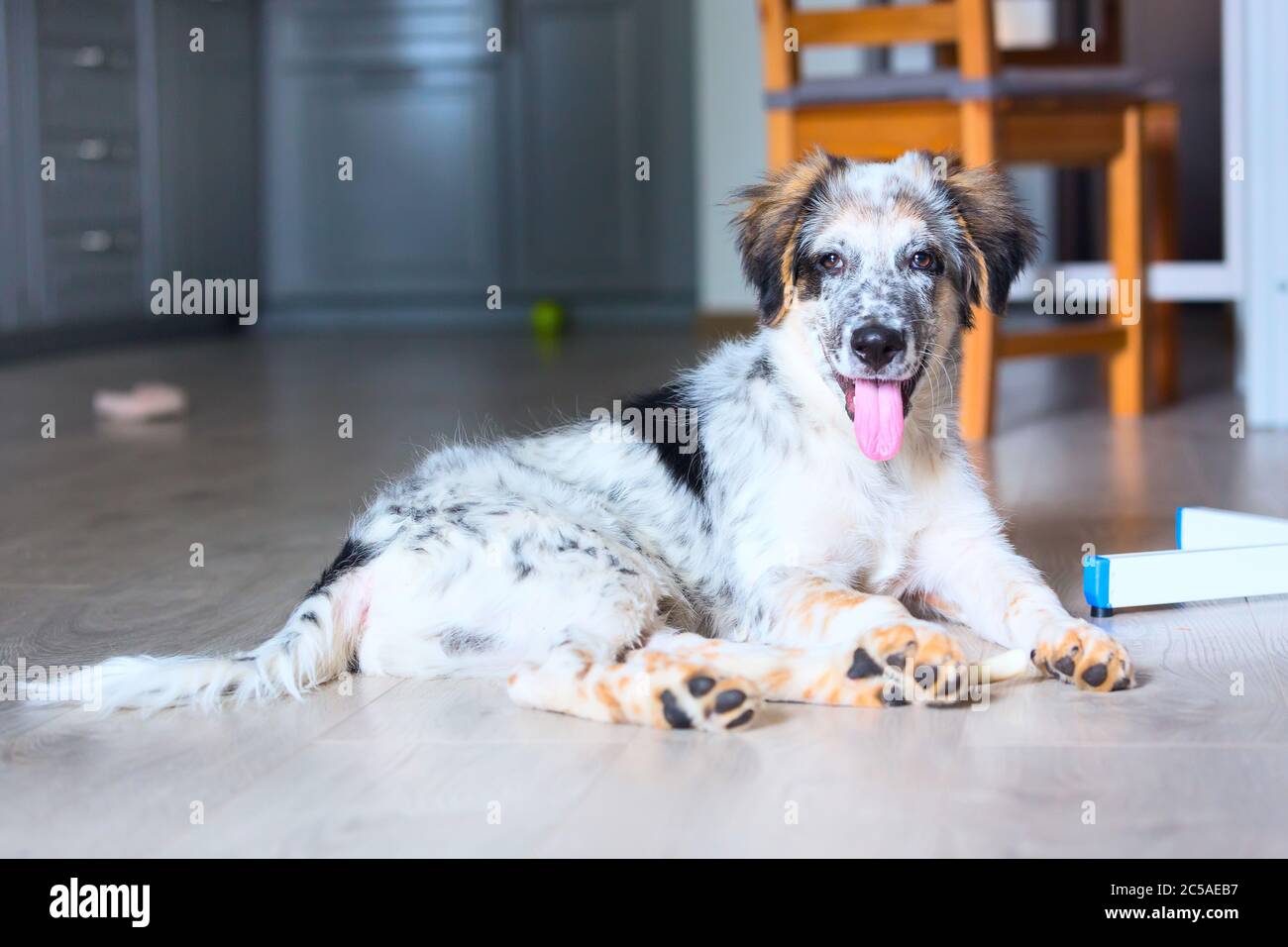 fuzzy funny happy cute dog sticking out tongue at home on the floor Stock Photo