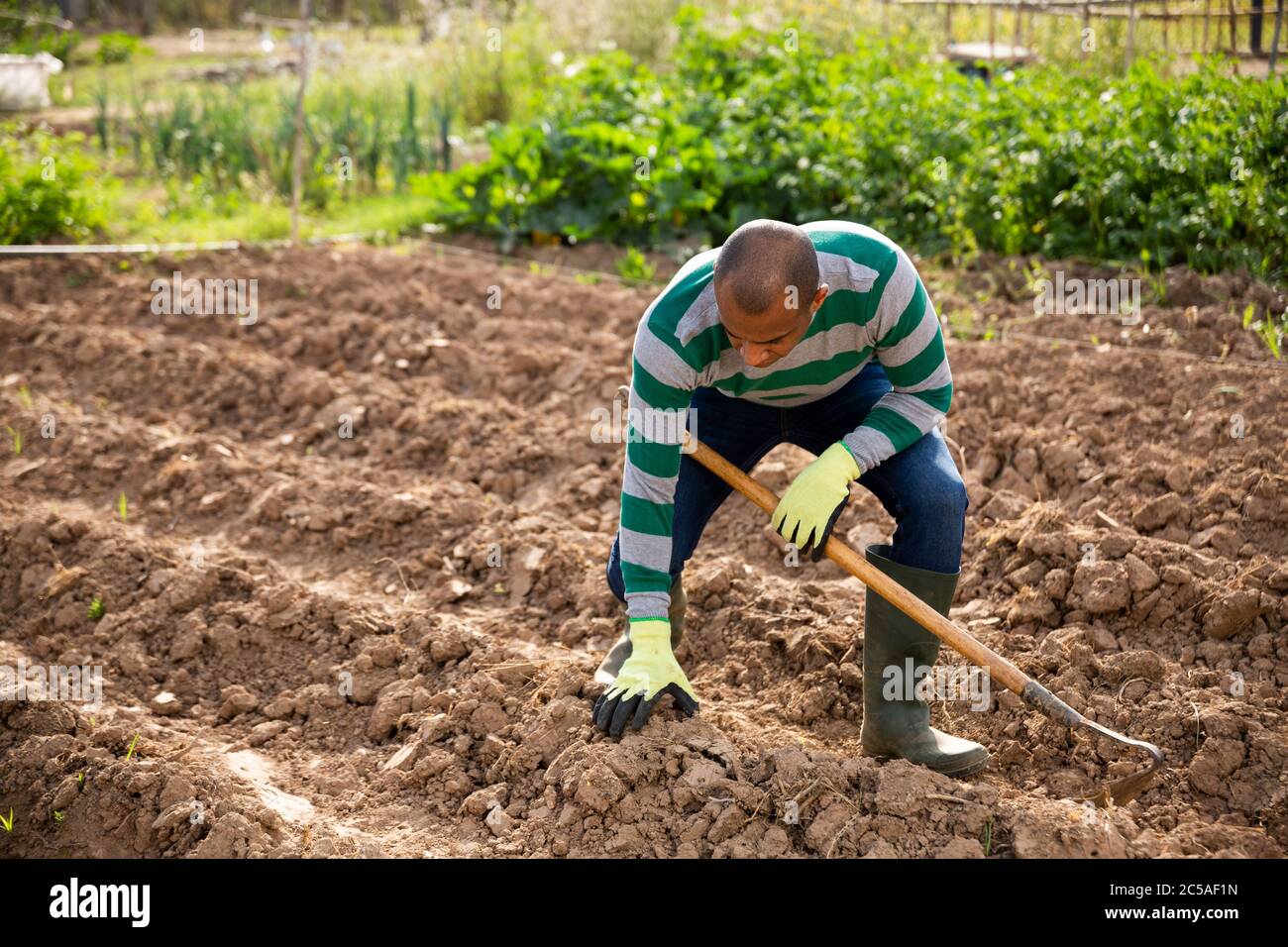 Indian man  professional horticulturist with garden mattock at  land in  garden Stock Photo