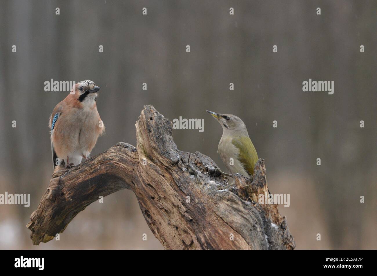 Grey headed woodpecker vs Common jay on the same bench. Stock Photo