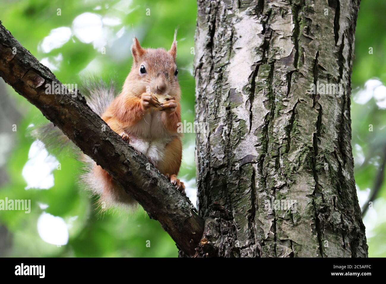Red squirrel nibbles on food sitting on a tree branch in a summer forest Stock Photo