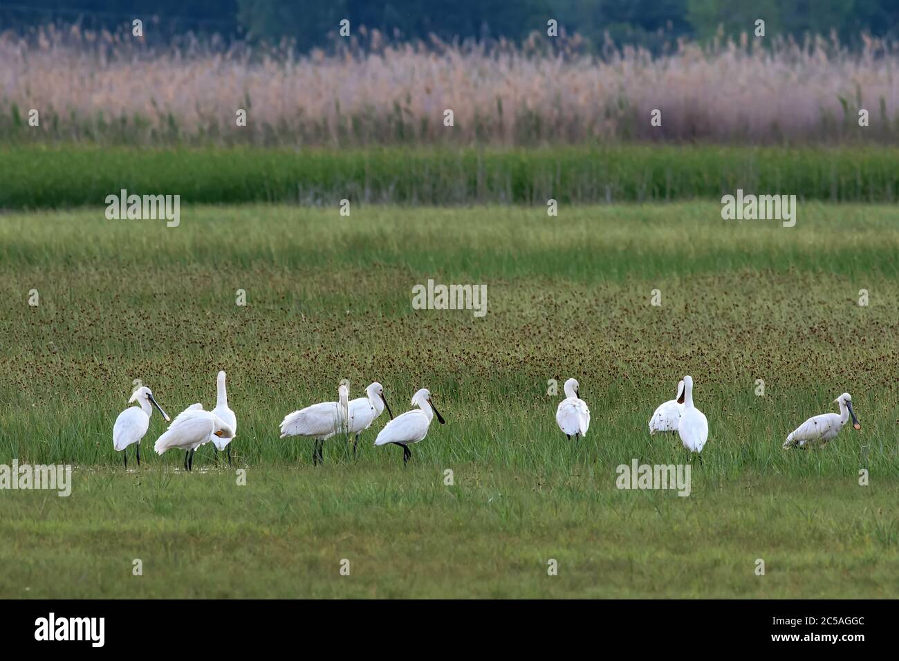 nature-and-birds-green-nature-habitat-background-birds-eurasian