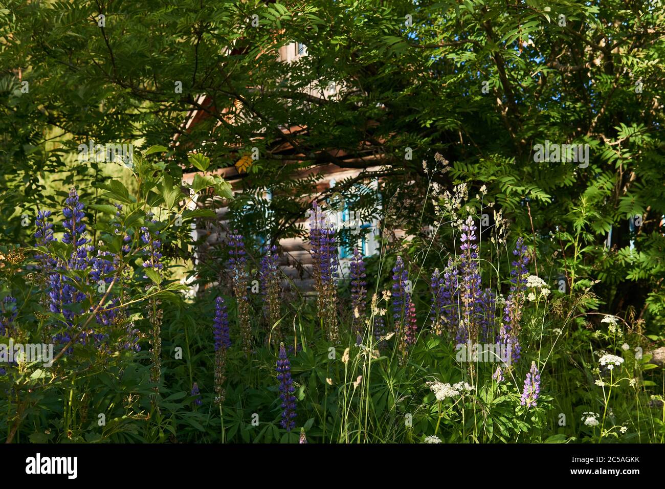 old rustic log cabin is barely visible in the bushes and thickets of blooming lupine Stock Photo