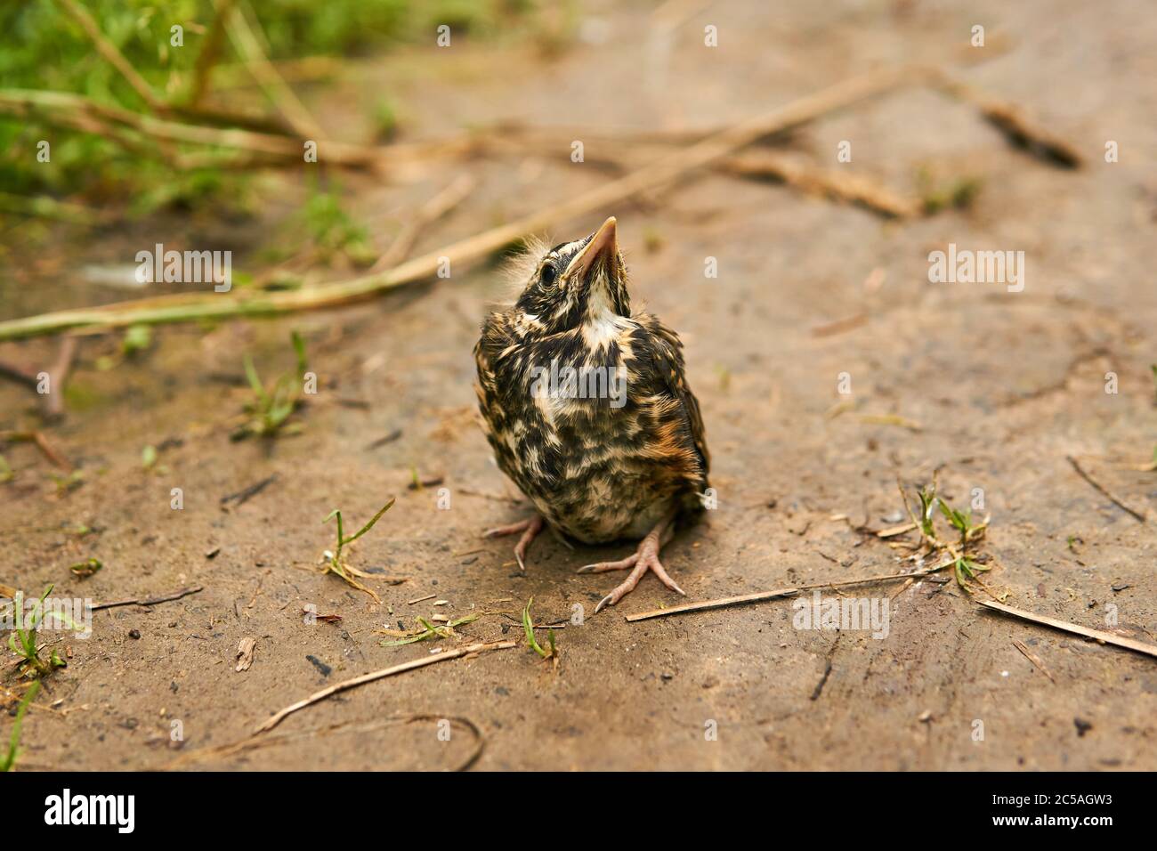 fledgling robin sits on the ground Stock Photo Alamy