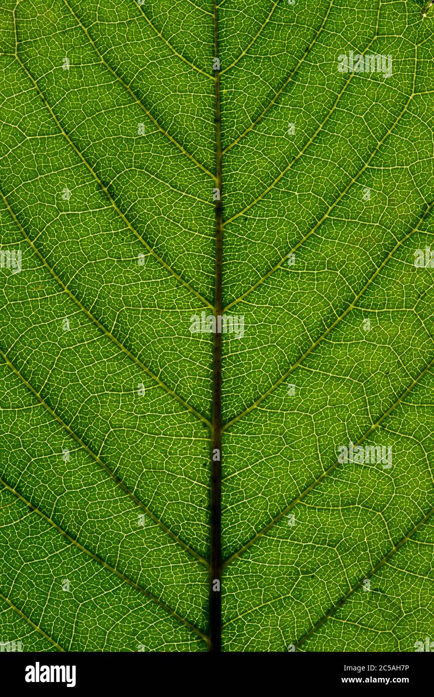 Structure and texture of a leaf. Green patterns and shapes Stock Photo