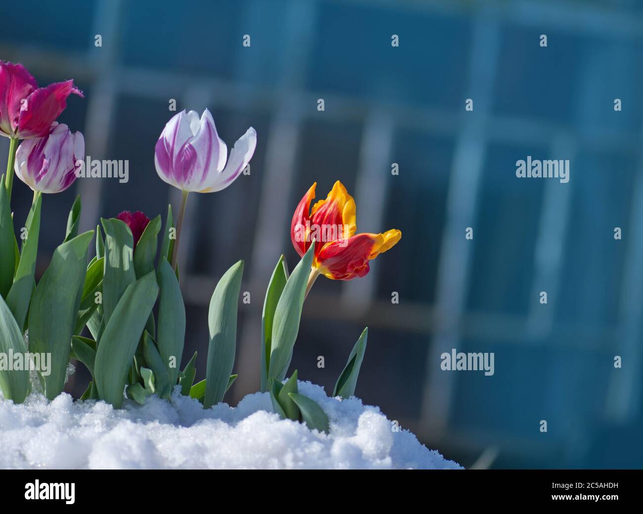 Snow falling on tulip flowers. Tulip growing out of snow. Abnormal weather conditions in spring Stock Photo