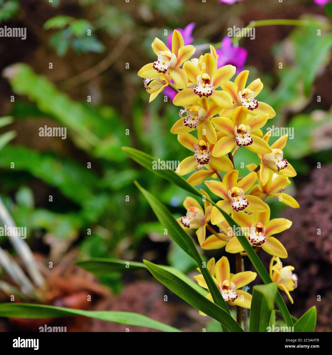 Beautiful yellow orchid -  cymbidium in tropical garden Stock Photo
