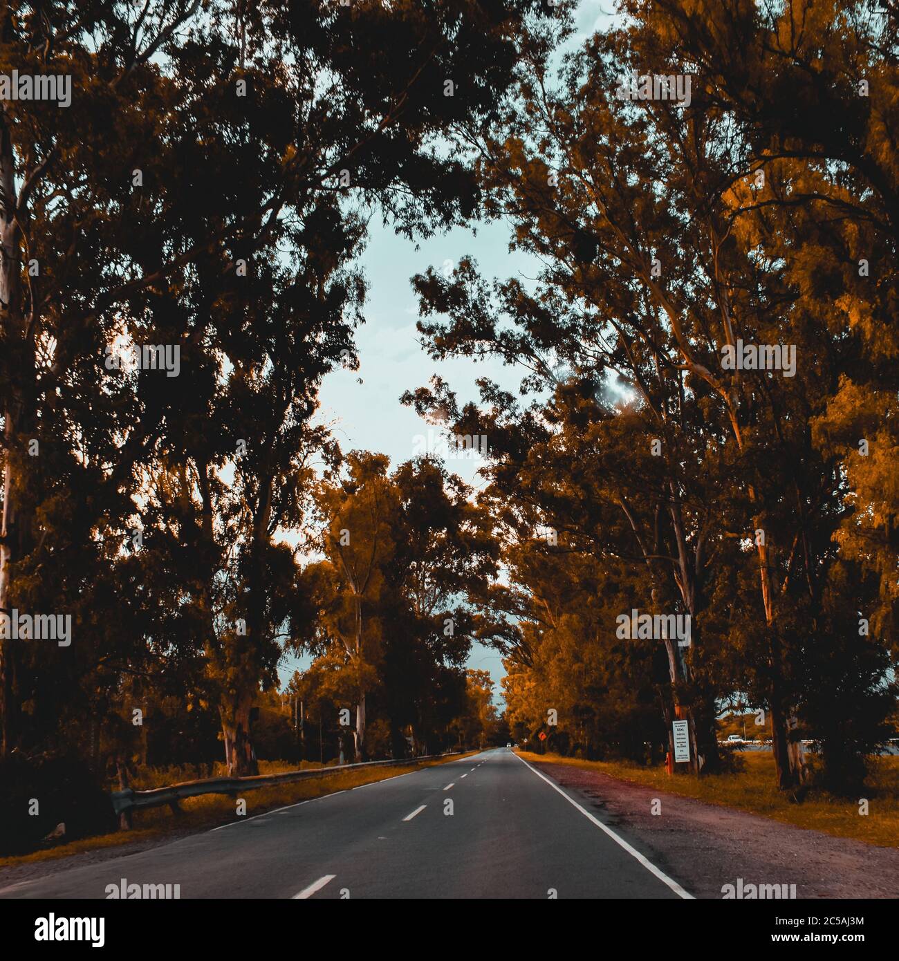 Asphalt road lined with trees in the afternoon Stock Photo - Alamy
