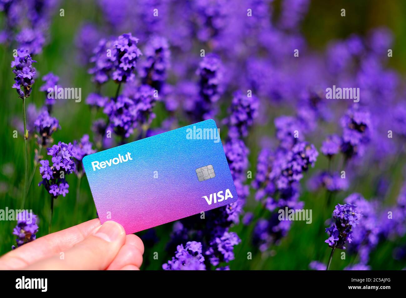 Stone / UK - June 30 2020: New Revolut bank card hold in hand with the lavender flowers at the background. Not a montage, real photo. Stock Photo