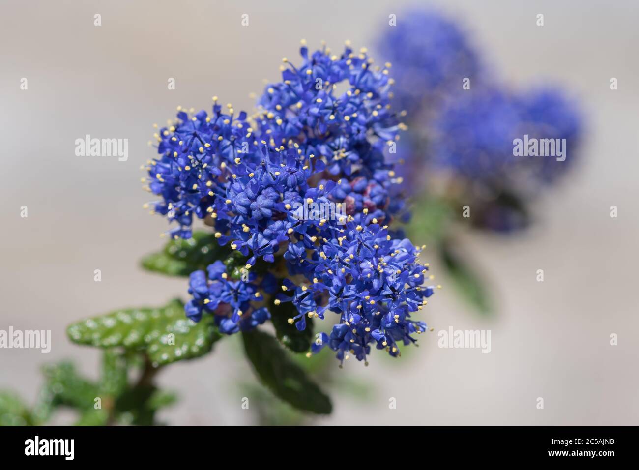 Close up of flowers on a California lilac (ceanothus) plant Stock Photo