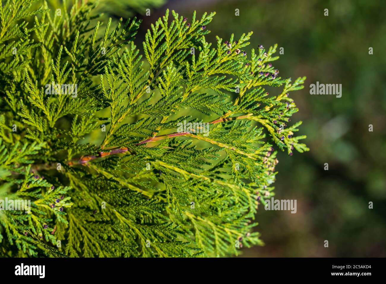 Thuja occidentalis foliage. Closeup of green young branche of thuja. Stock Photo