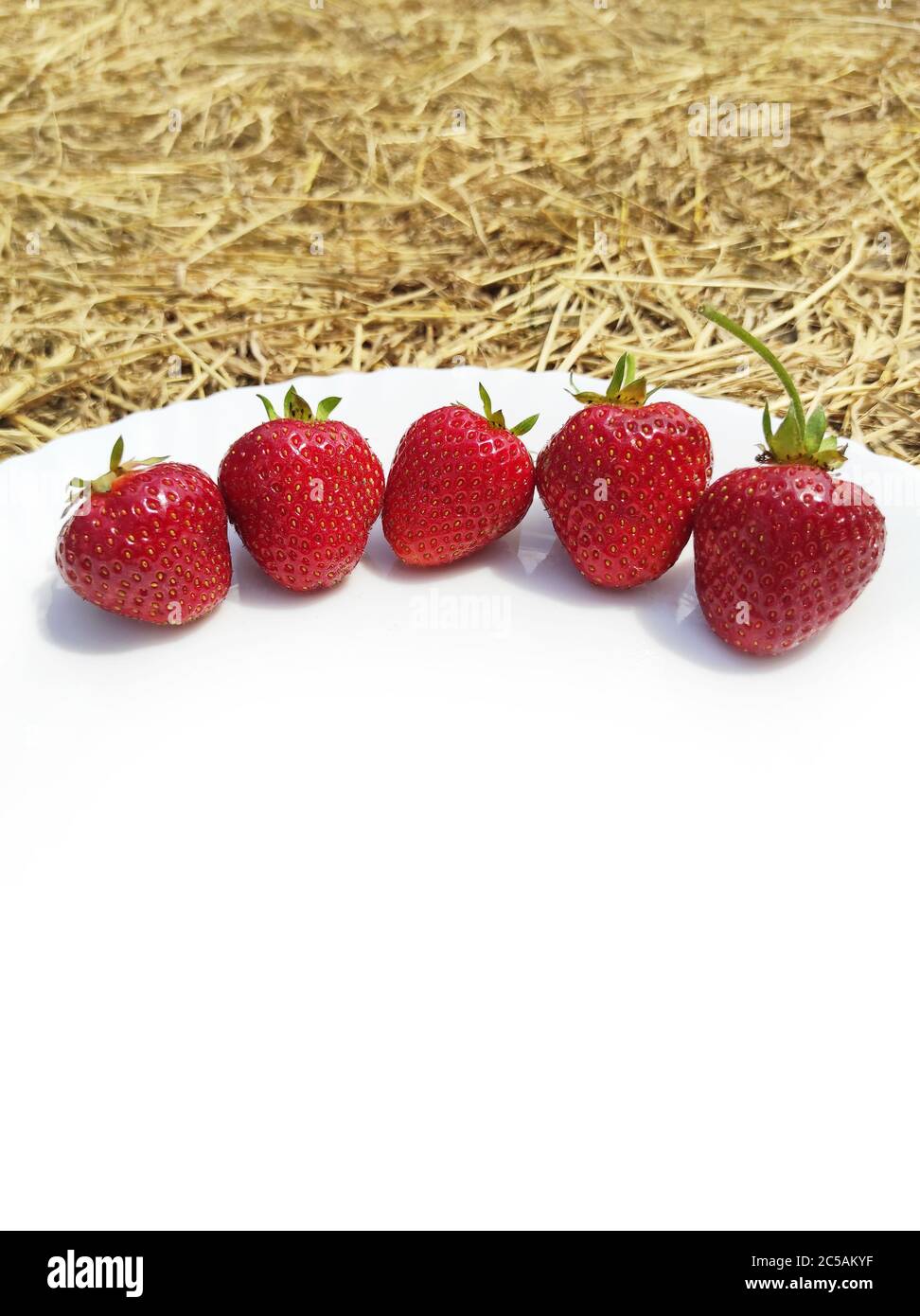 Many strawberries with shadow on white plate hay and straw on background. Farm rural food Stock