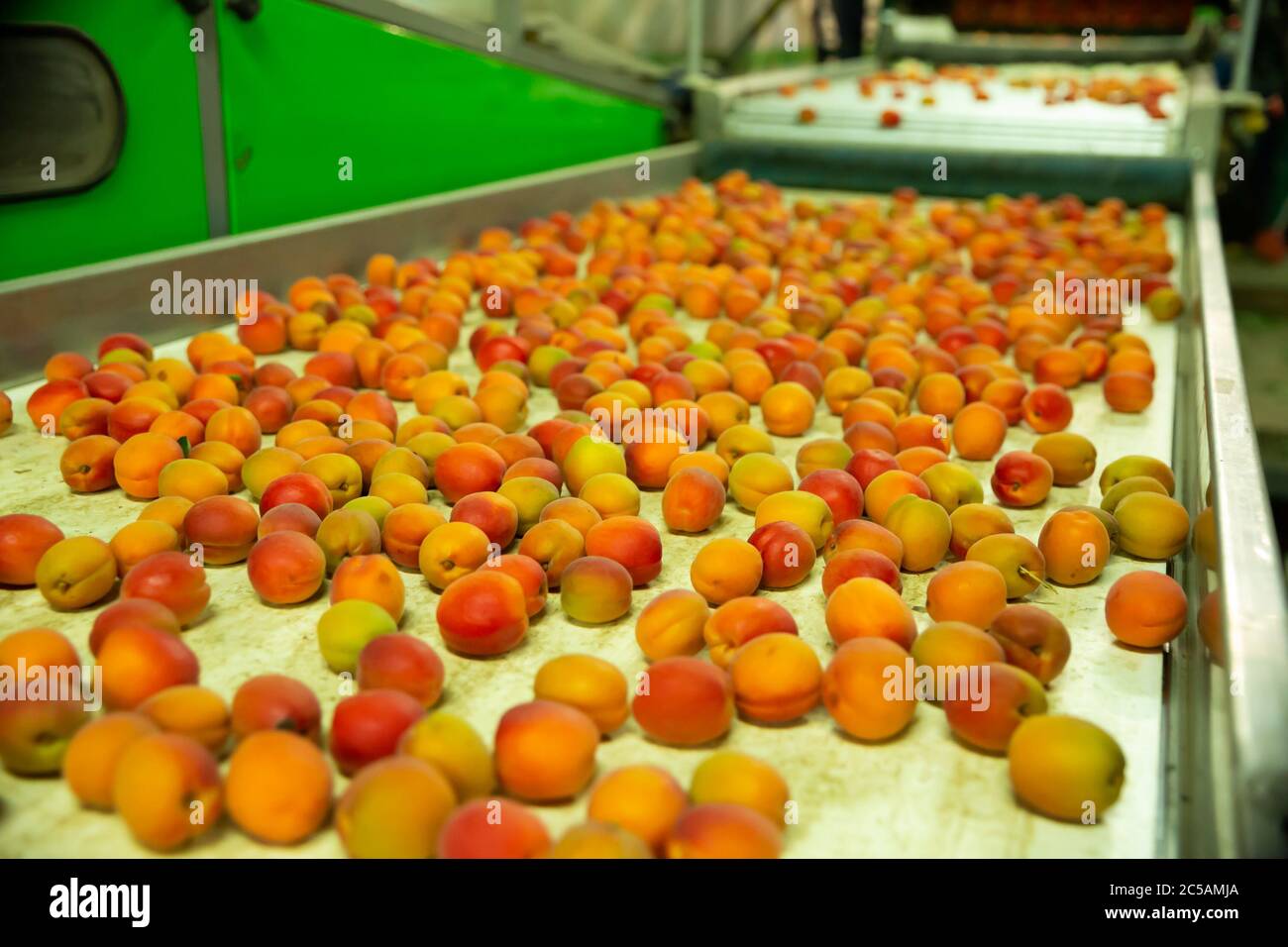 Fresh apricots on conveyor line of sorting and packaging Stock Photo