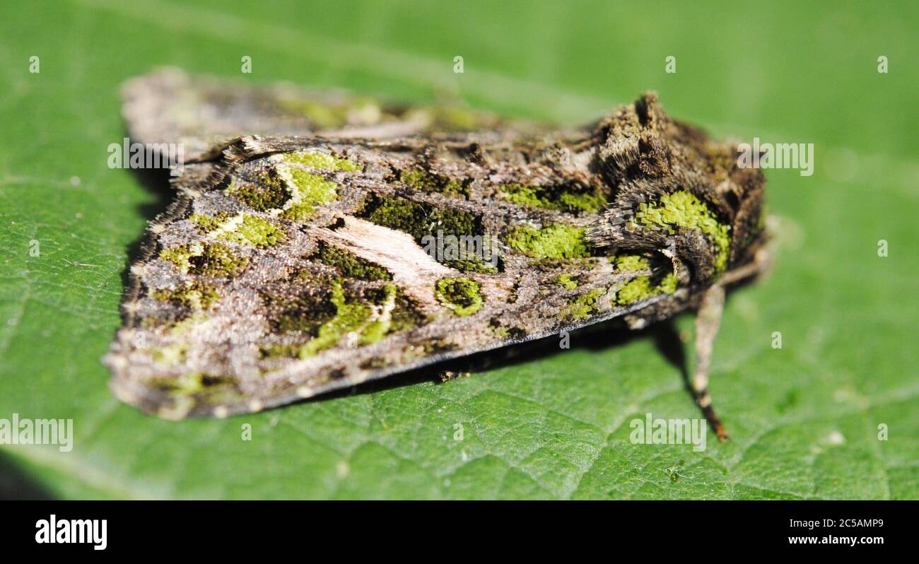 The Orache Moth (Trachea atriplicis) Stock Photo