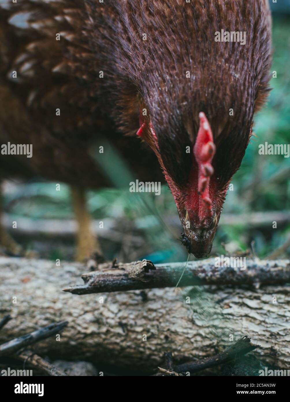 Vertical closeup shot of a chicken pecking at a fallen tree trunk in ...