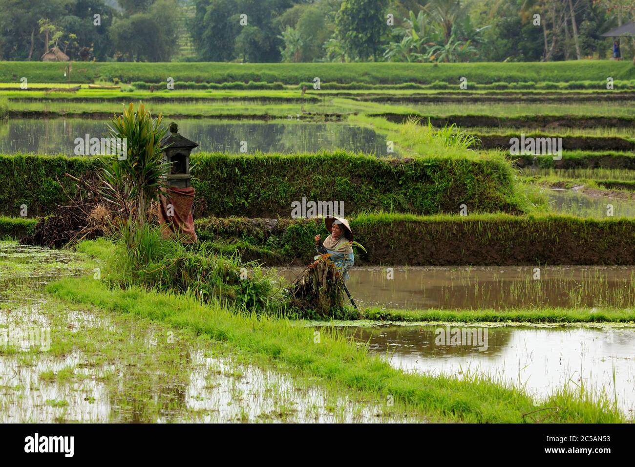Bali. Indonesia, 14 July 2010: Overview of a typical asian woman working on rice cultivation in a field flooded with water in the plains surrounding B Stock Photo