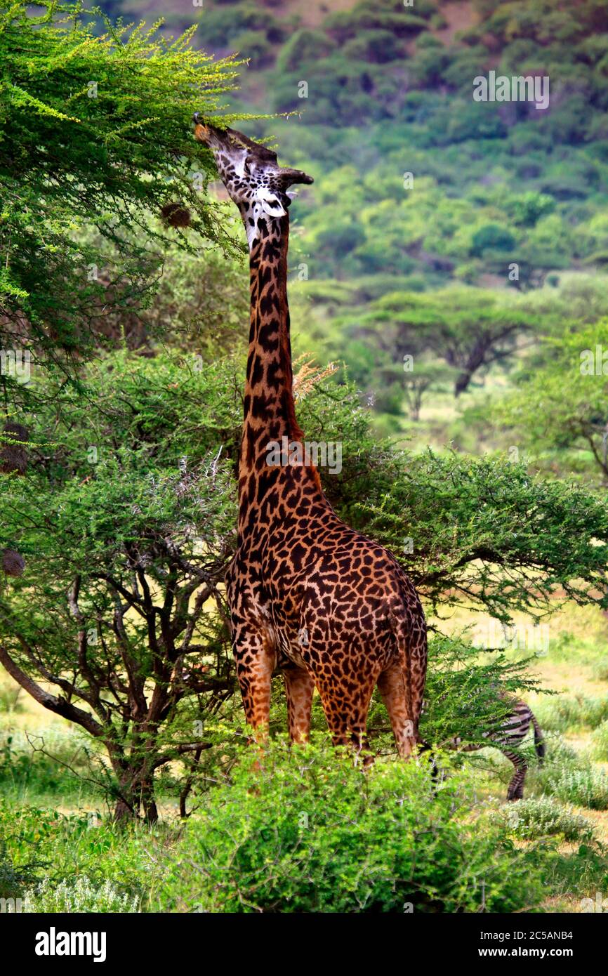 Free Giraffe in Tsavo National Park. Kenya Stock Photo