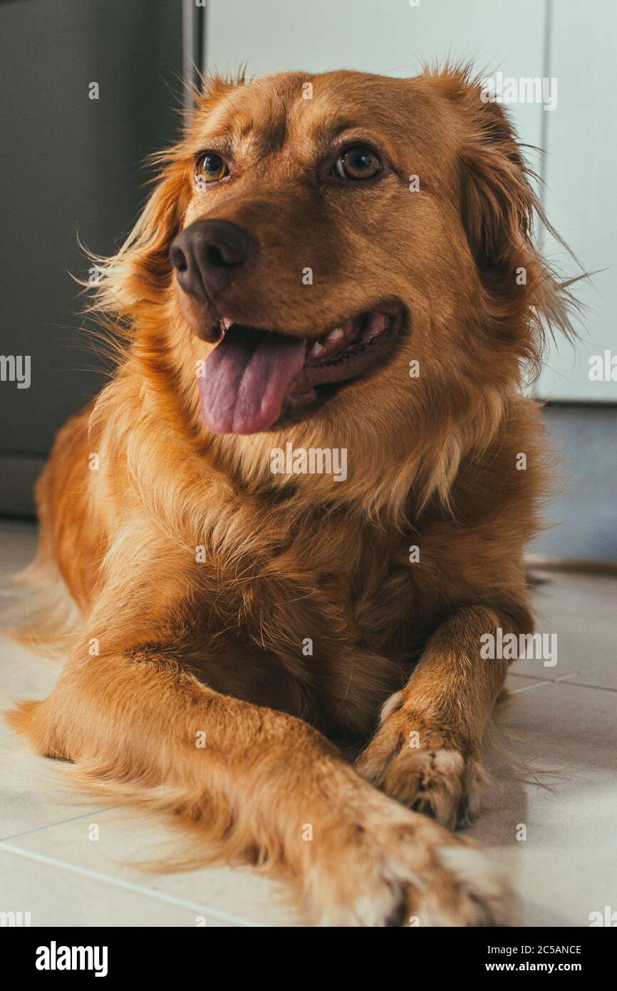 Why Is The Fur Around My Dogs Mouth Brown