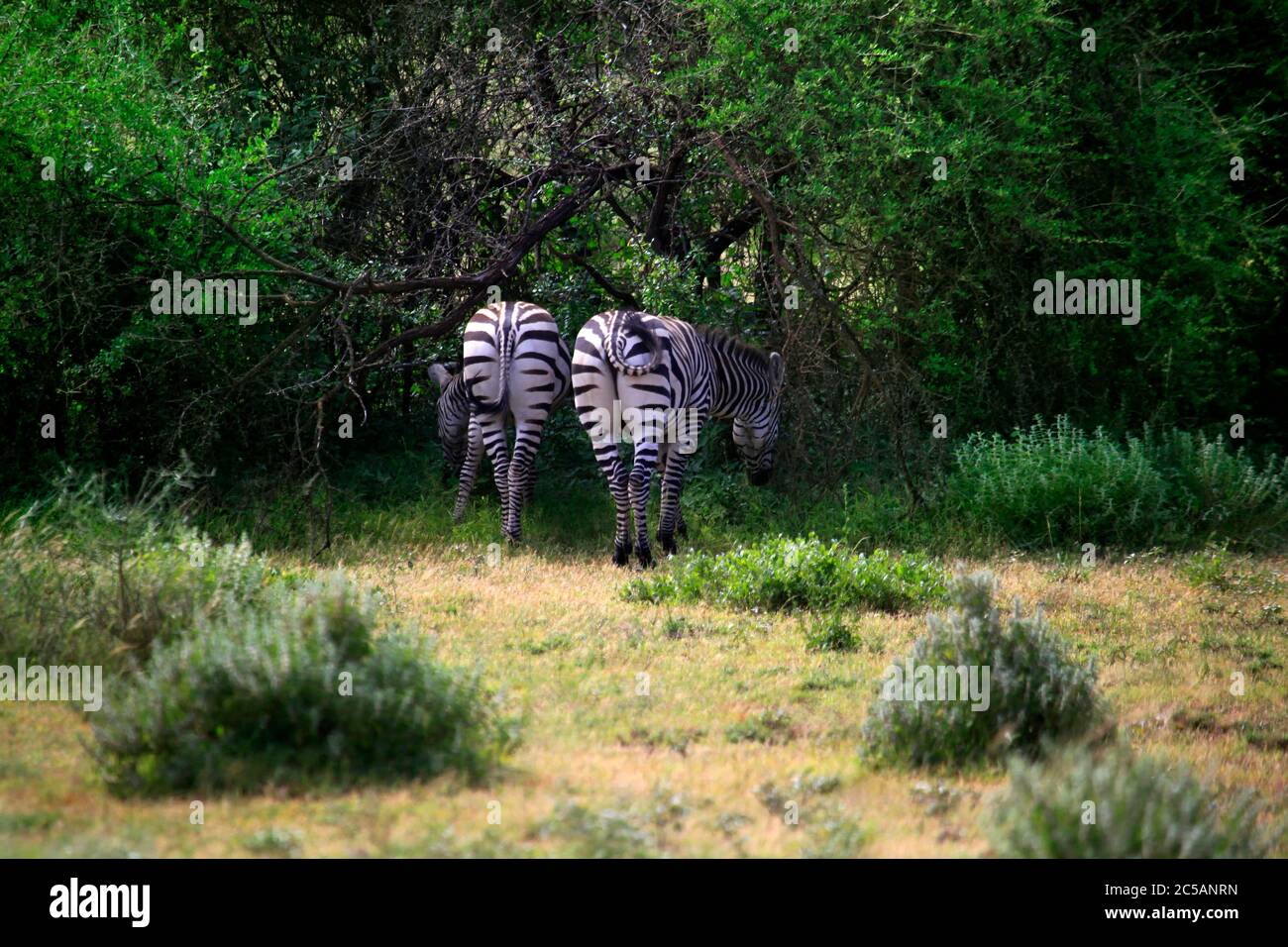 Zebras herd on savanna. Amboseli national park in Kenia Stock Photo