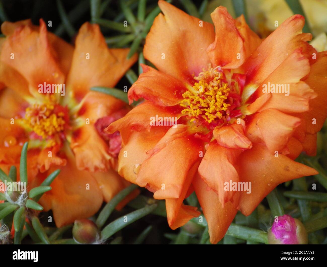 Horizontal closeup shot of beautiful orange Portulaca flowers on a greenery background Stock Photo