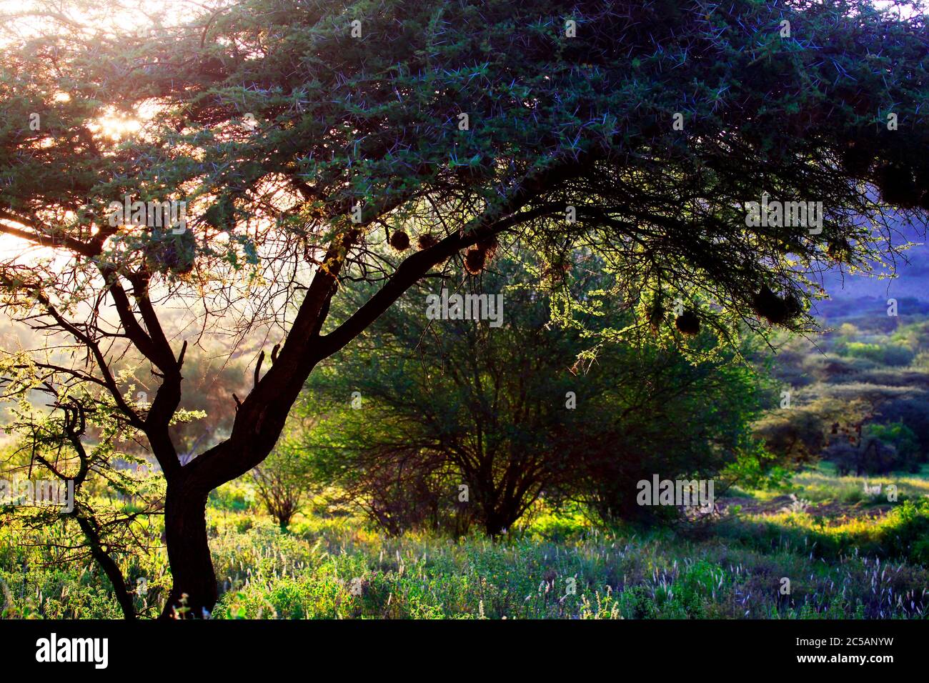 Ttrees sunset in the African savannah. Kenya Stock Photo