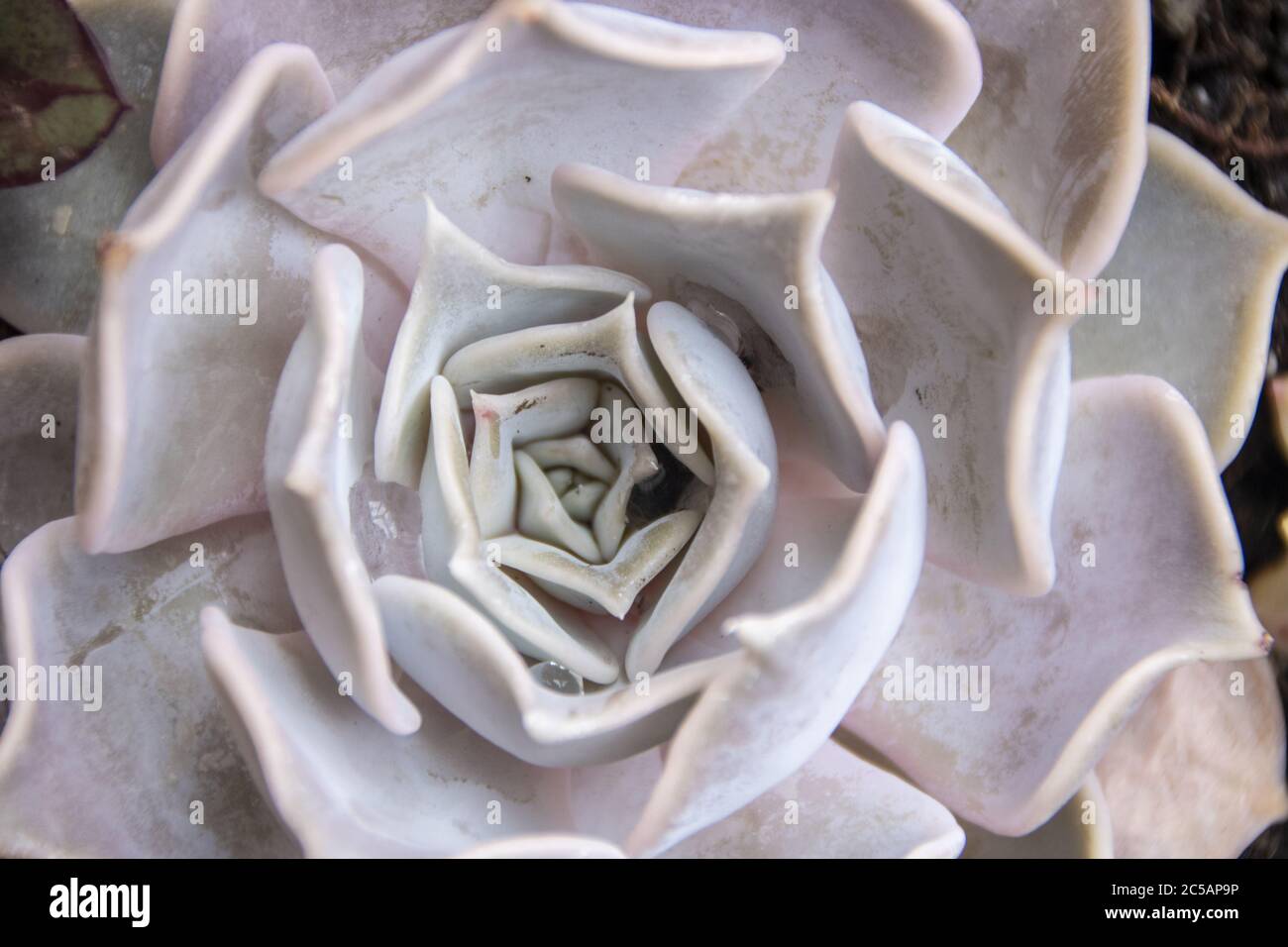 close up of an echeveria elegans beautiful rosetta Stock Photo