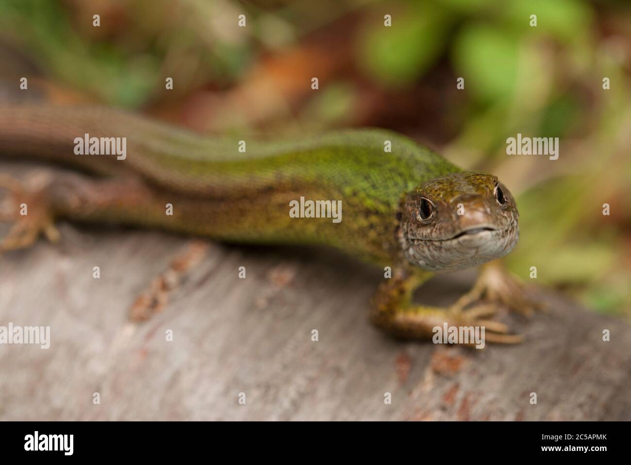 The sand lizard (Lacerta agilis Stock Photo - Alamy