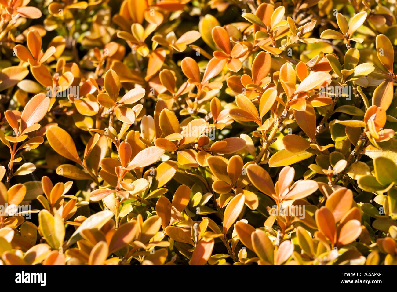 Buxus Winter High Resolution Stock Photography And Images Alamy