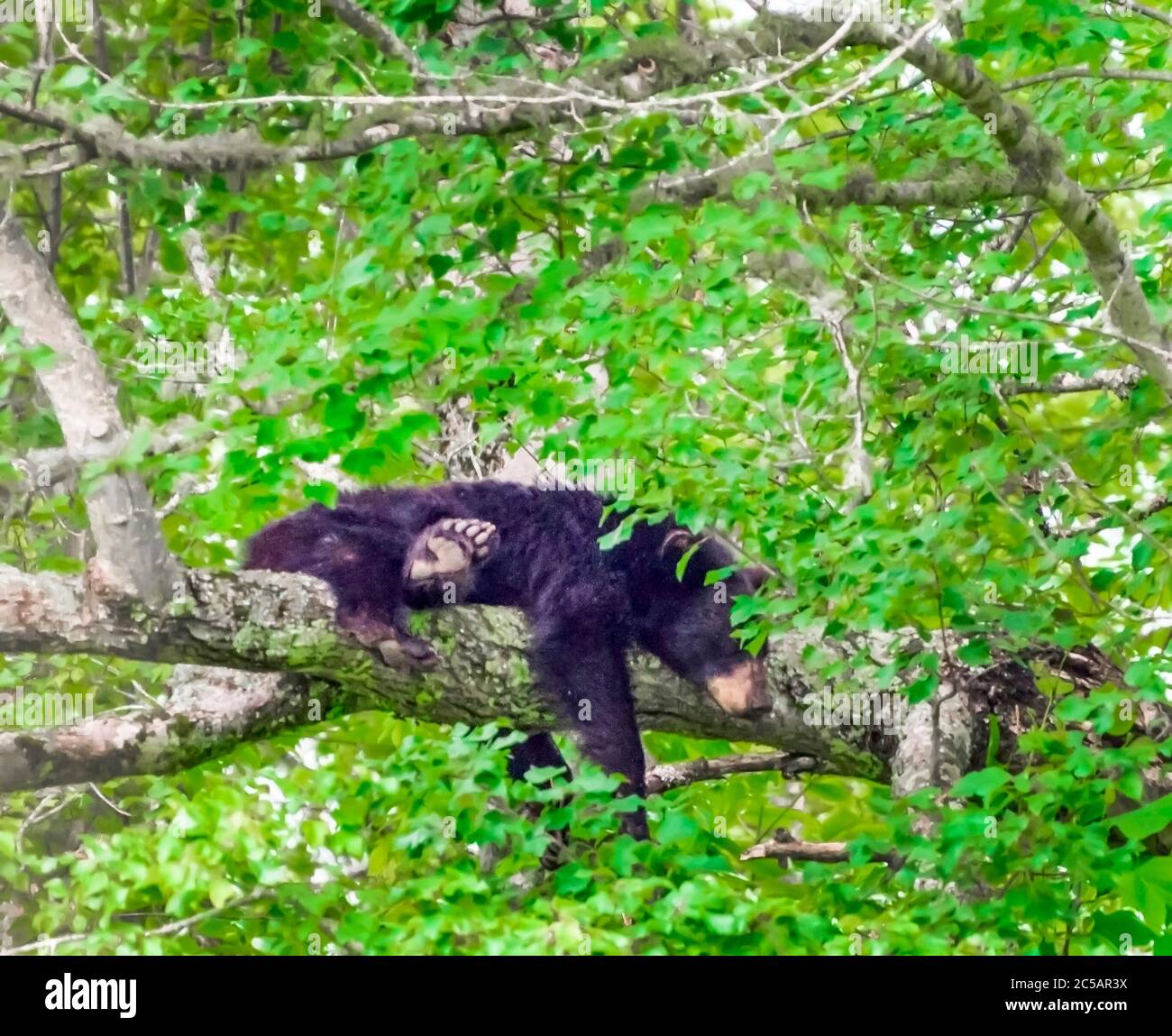 Horizontal shot of a lazy bear laying on a tree branch. Stock Photo